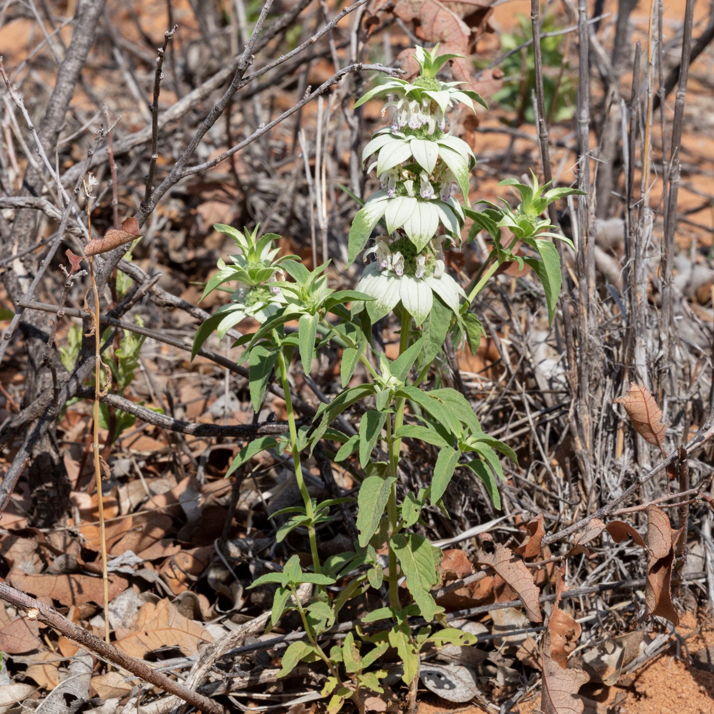Monarda punctata - Spotted Beebalm - Image 4