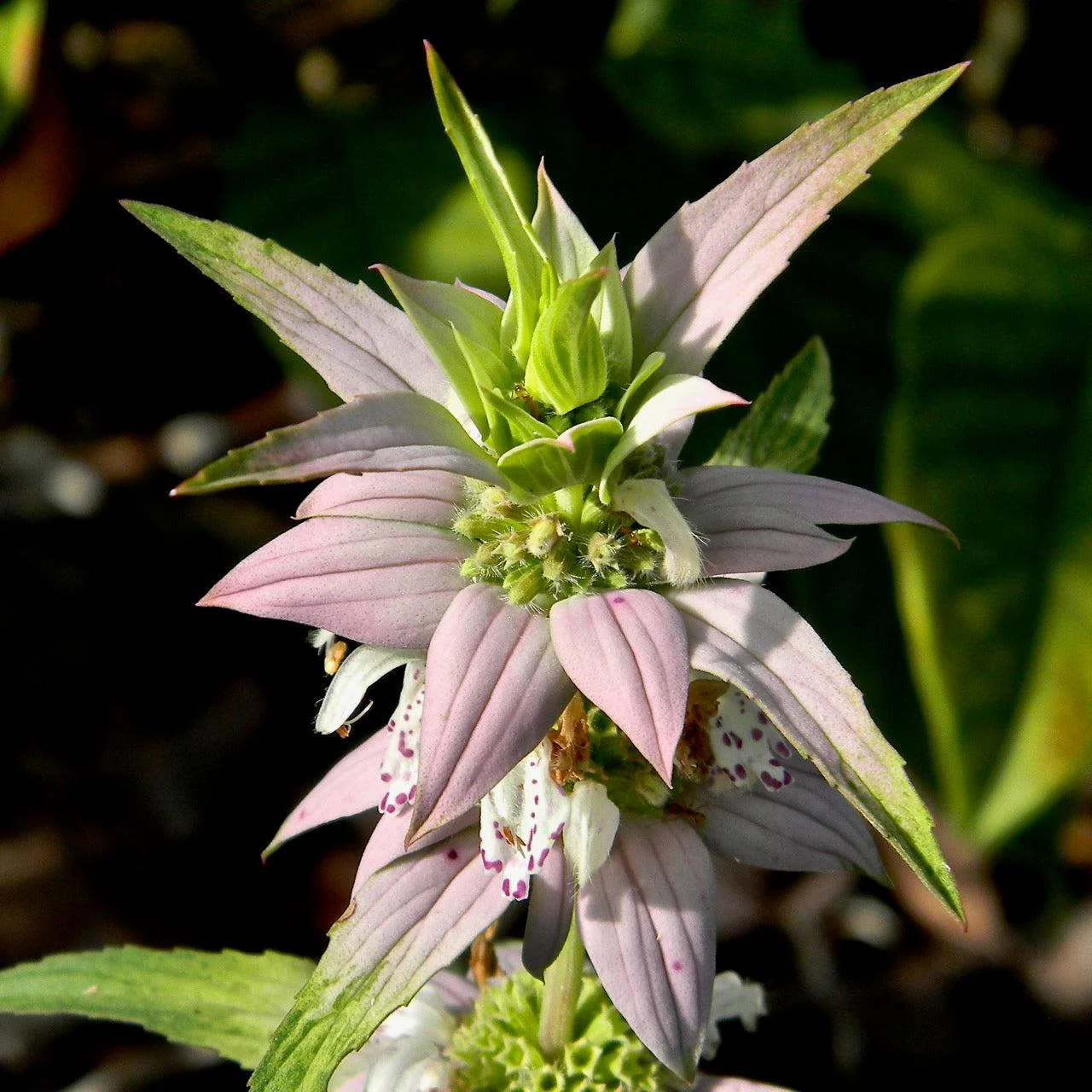 Monarda punctata - Spotted Beebalm - Image 5
