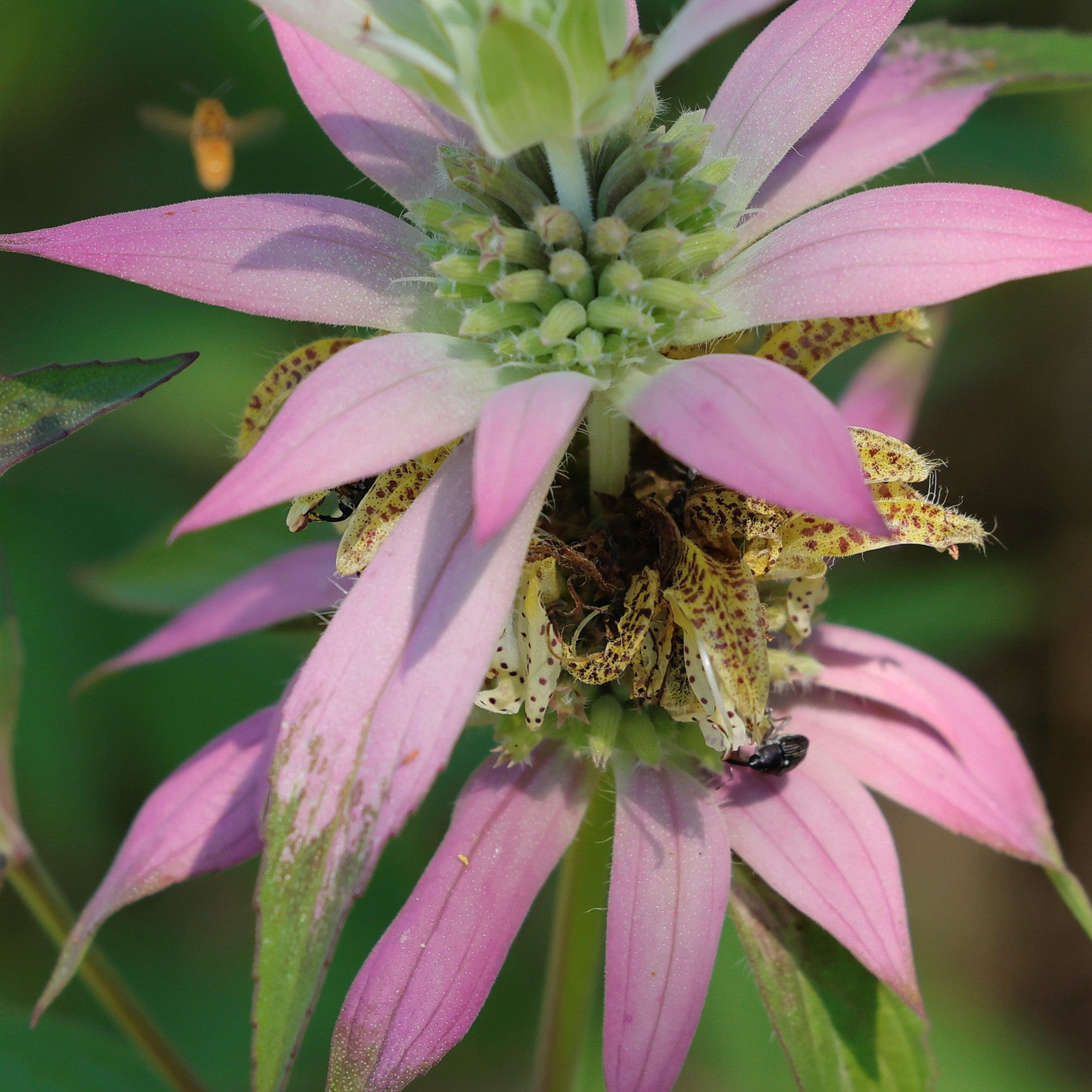 Monarda punctata - Spotted Beebalm - Image 6