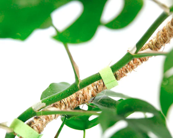 16" Bendable Coir Pole - Image 3