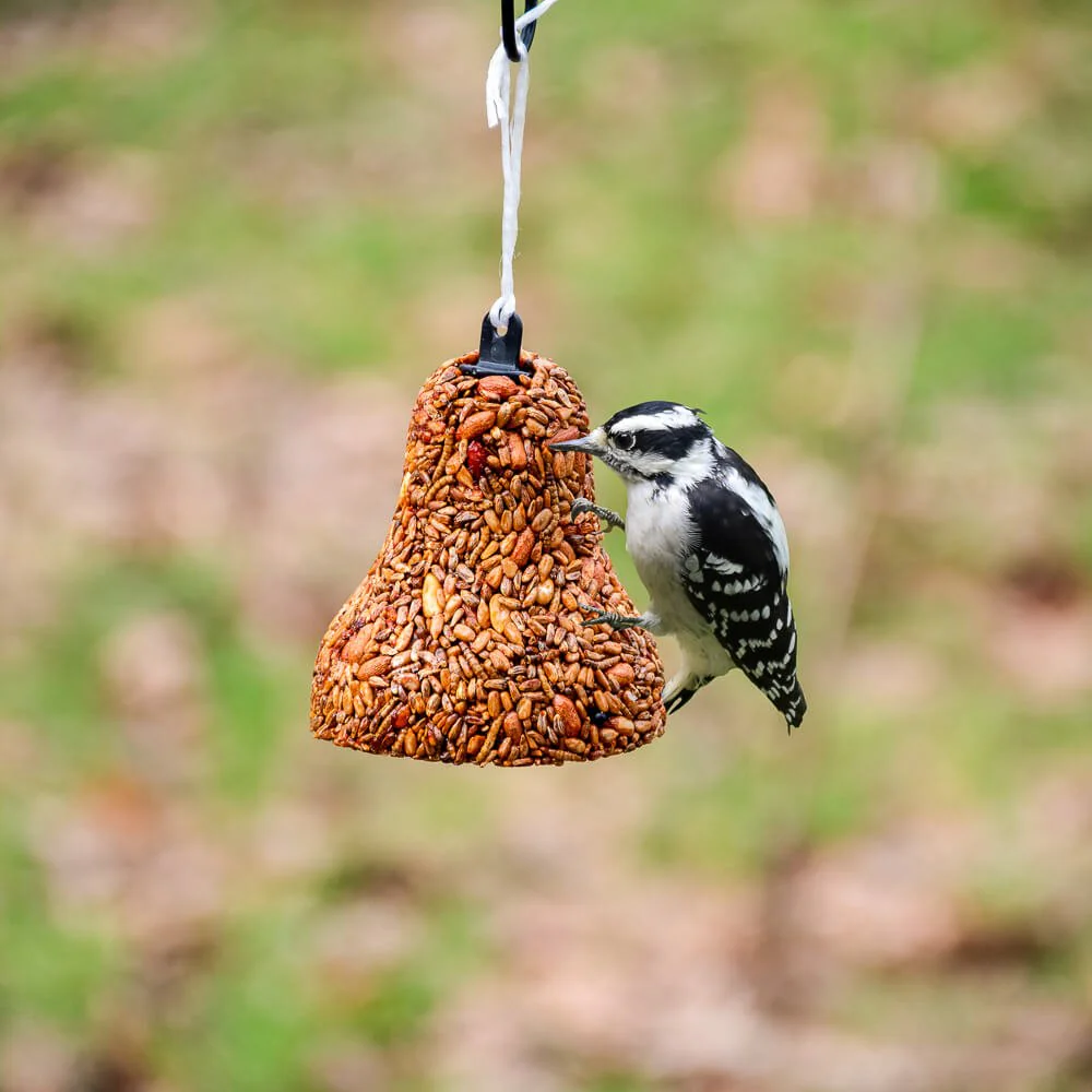 Flaming Hot Feast Seed Bell - Image 3