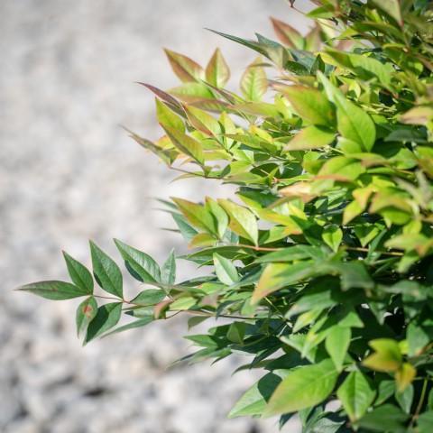 Nandina domestica 'Gulf Stream' - Gulf Stream Heavenly Bamboo - Image 3