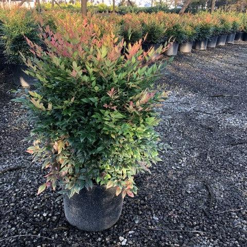 Nandina domestica 'Gulf Stream' - Gulf Stream Heavenly Bamboo - Image 4