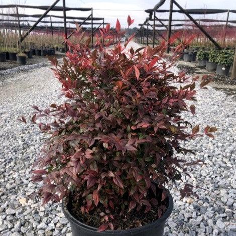 Nandina domestica 'Gulf Stream' - Gulf Stream Heavenly Bamboo - Image 5