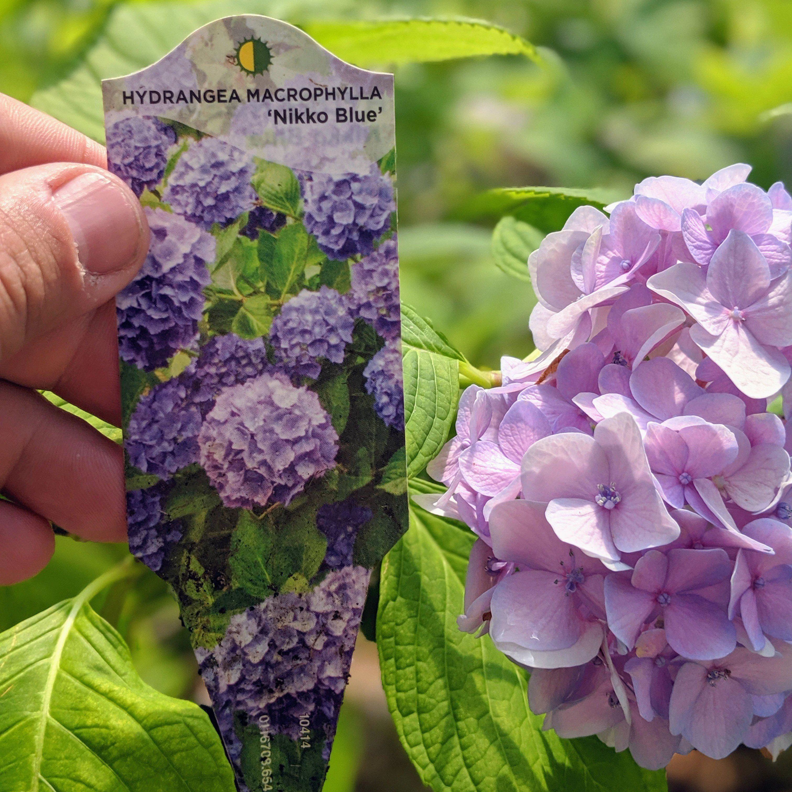 Hydrangea macrophylla 'Nikko Blue'  - Nikko Blue Hydrangea - Image 2