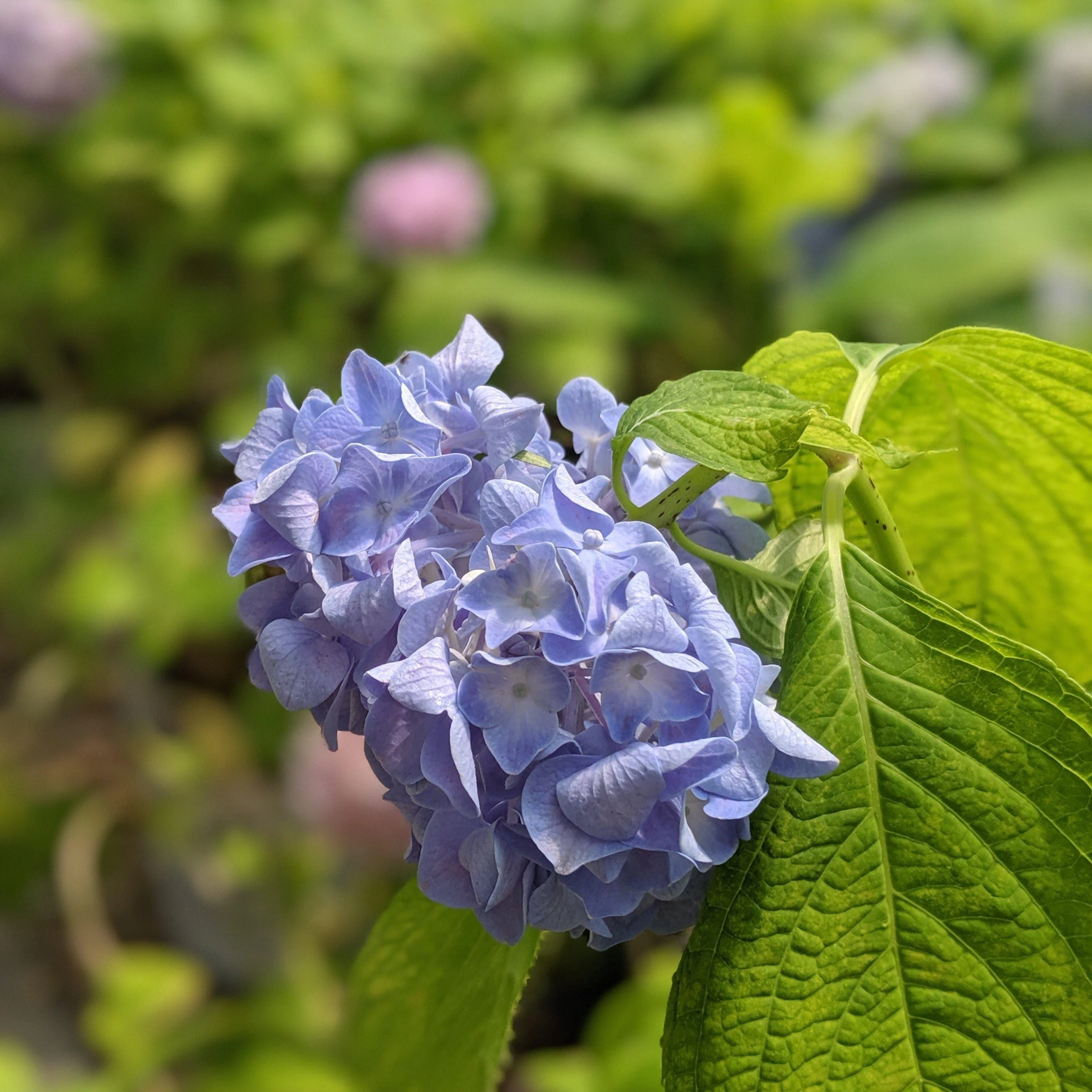 Hydrangea macrophylla 'Nikko Blue'  - Nikko Blue Hydrangea - Image 3