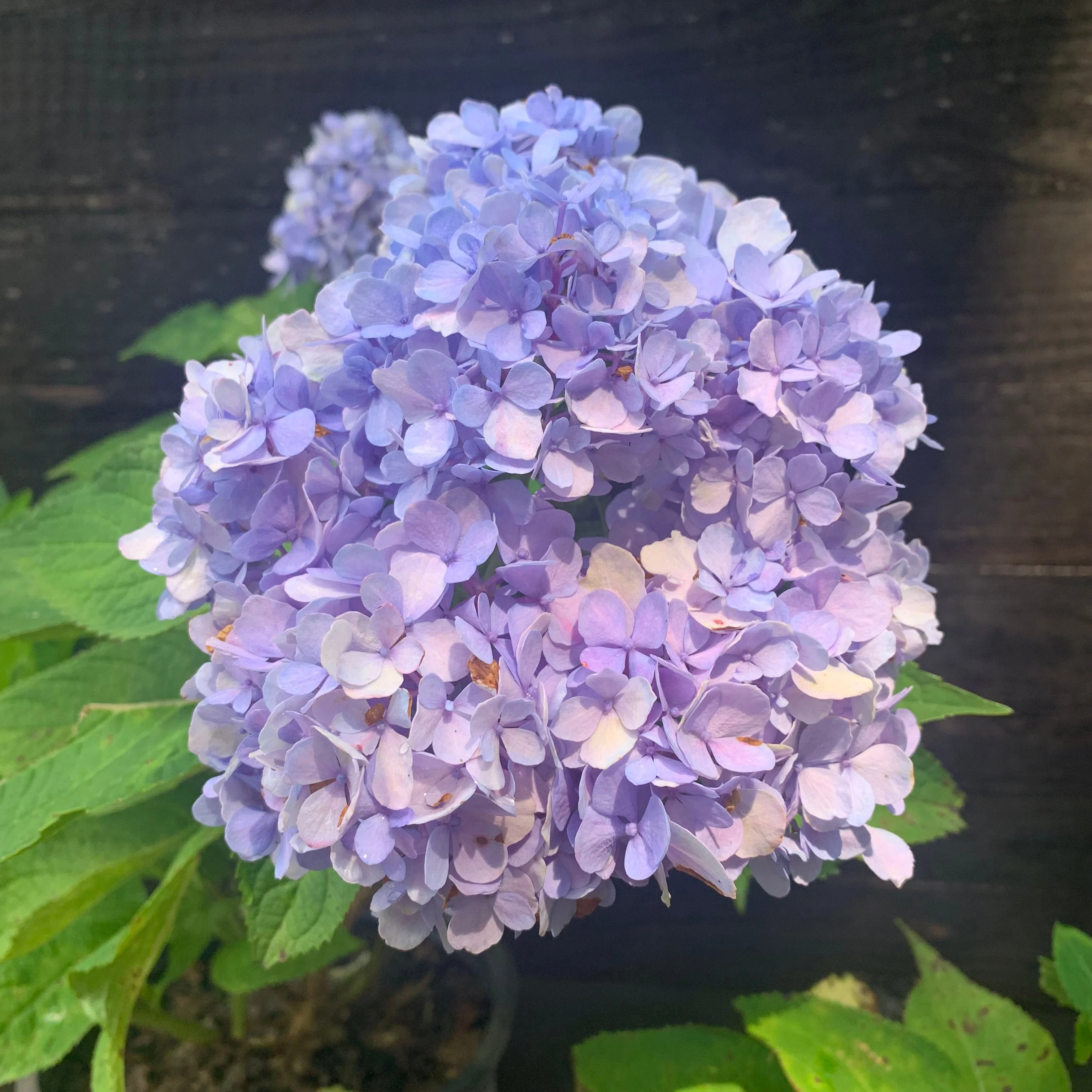 Hydrangea macrophylla 'Nikko Blue'  - Nikko Blue Hydrangea - Image 7