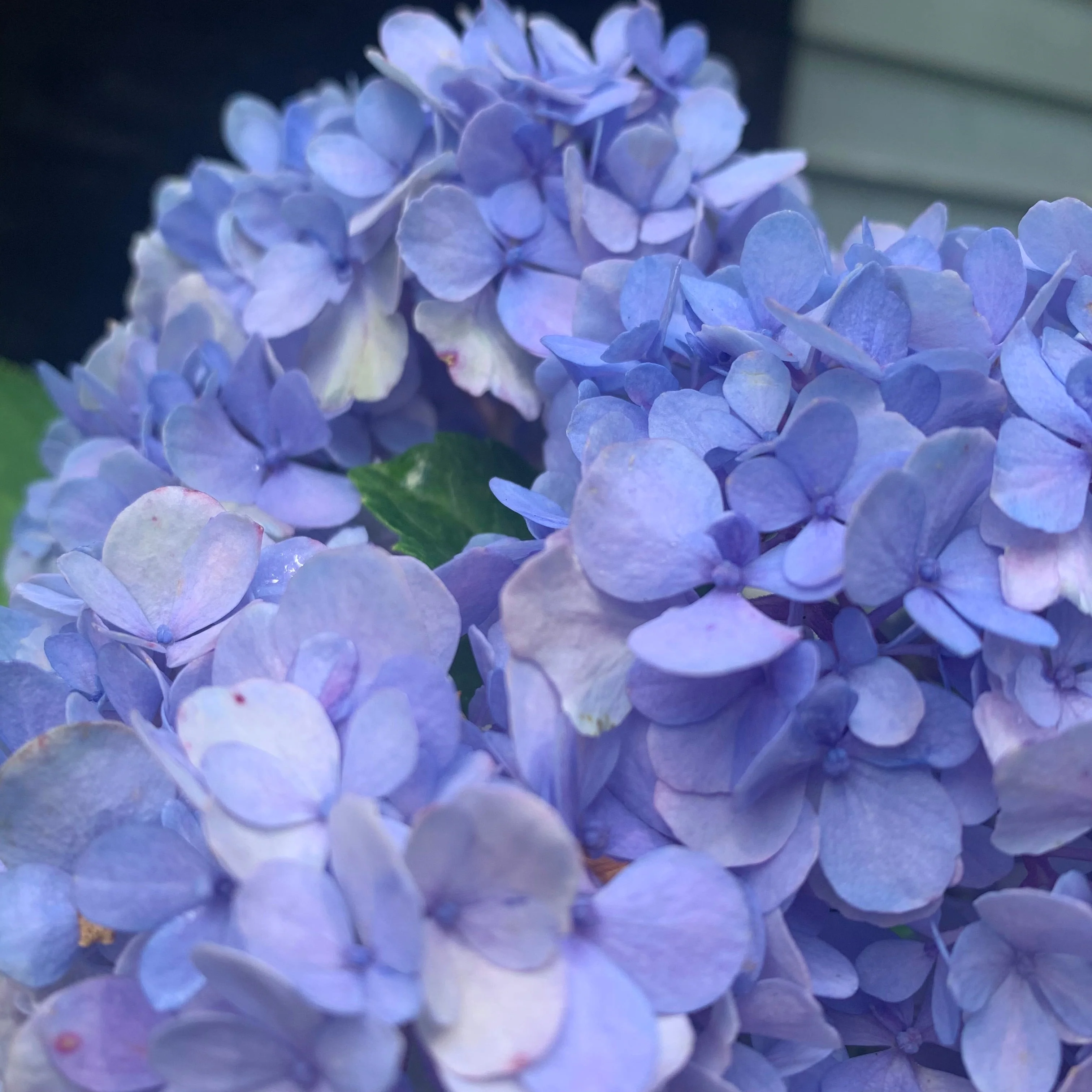 Hydrangea macrophylla 'Nikko Blue'  - Nikko Blue Hydrangea - Image 8