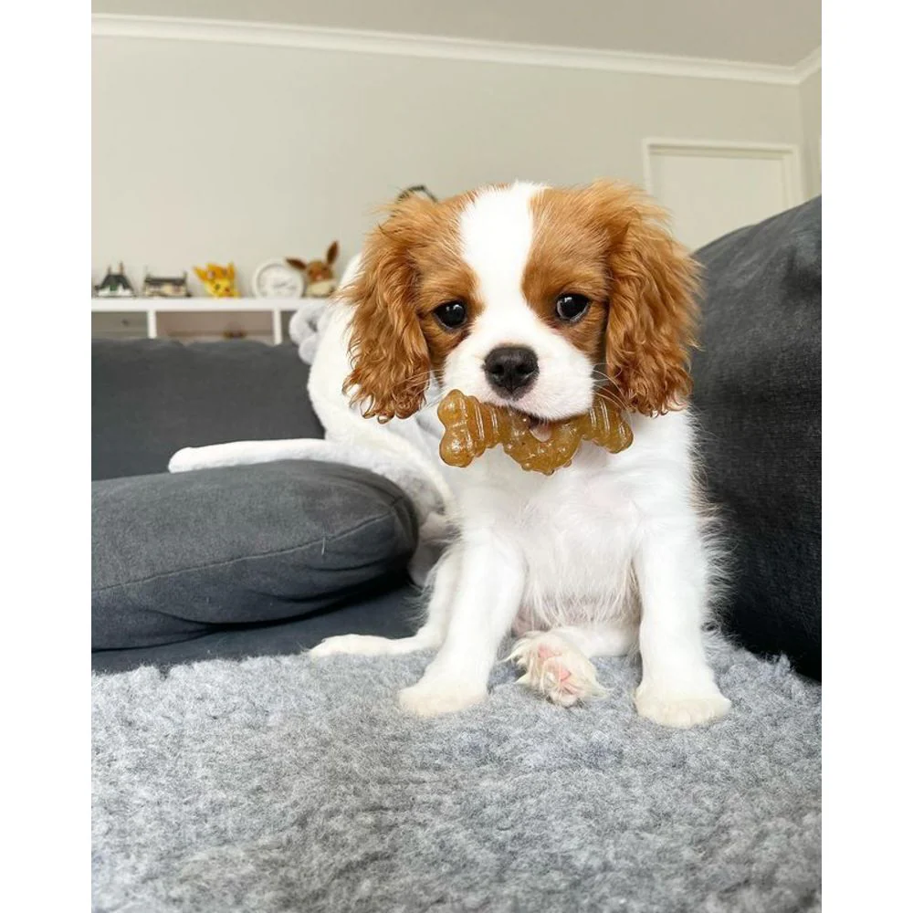 Nylabone Just for Puppies Teething Chew Ring Bone Dog Toy - Image 2