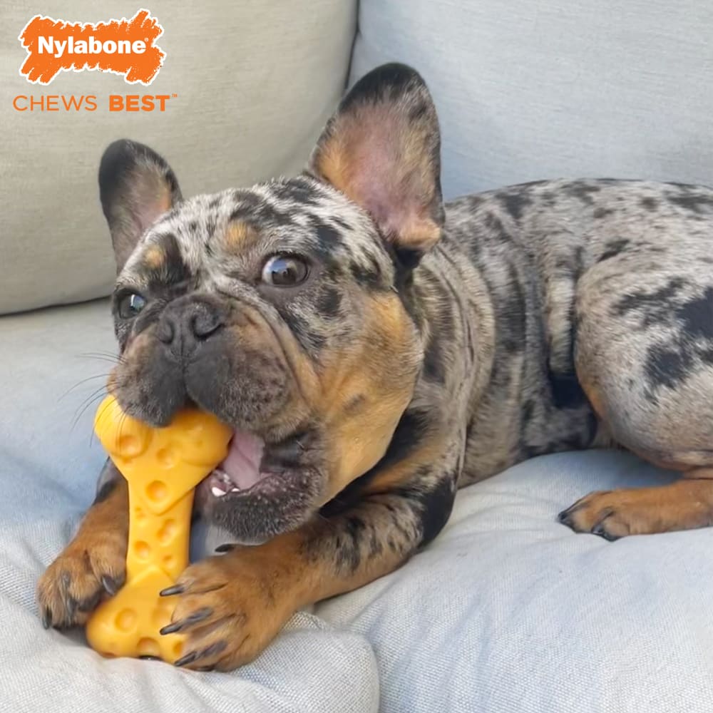 Nylabone Power Chew Cheese Dog Toy, Medium - Image 5