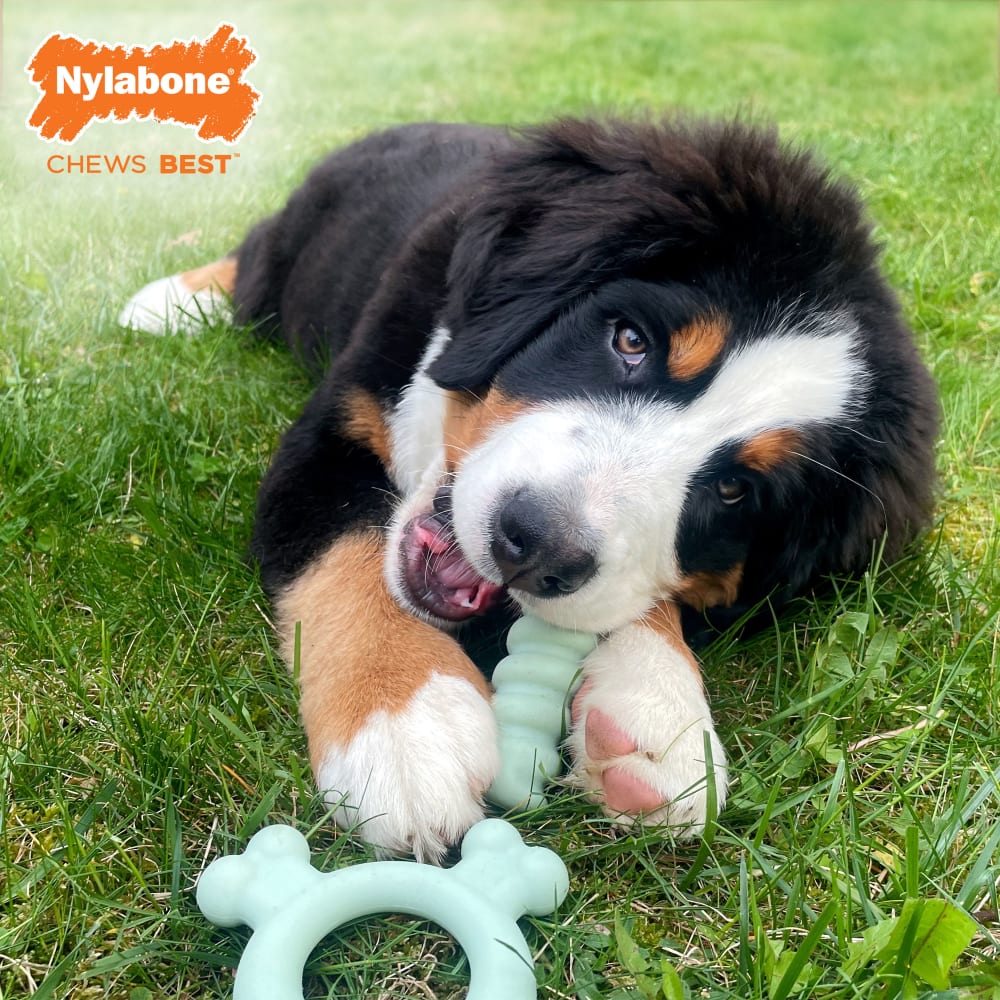 Nylabone Sensory Material Puppy Teething Ring Dog Toy - Image 5