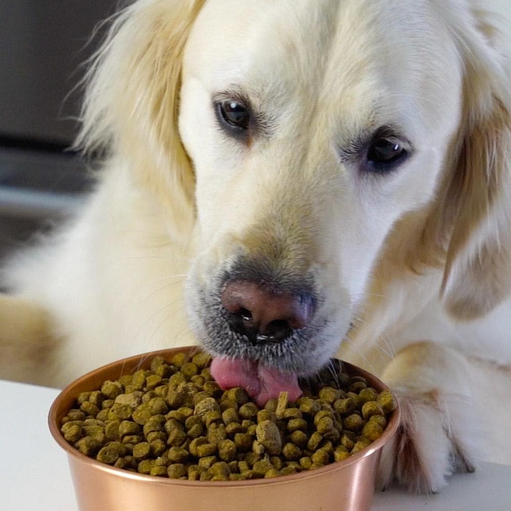 Open Farm Pasture-Raised Lamb Grain Free Dry Dog Food - Image 2