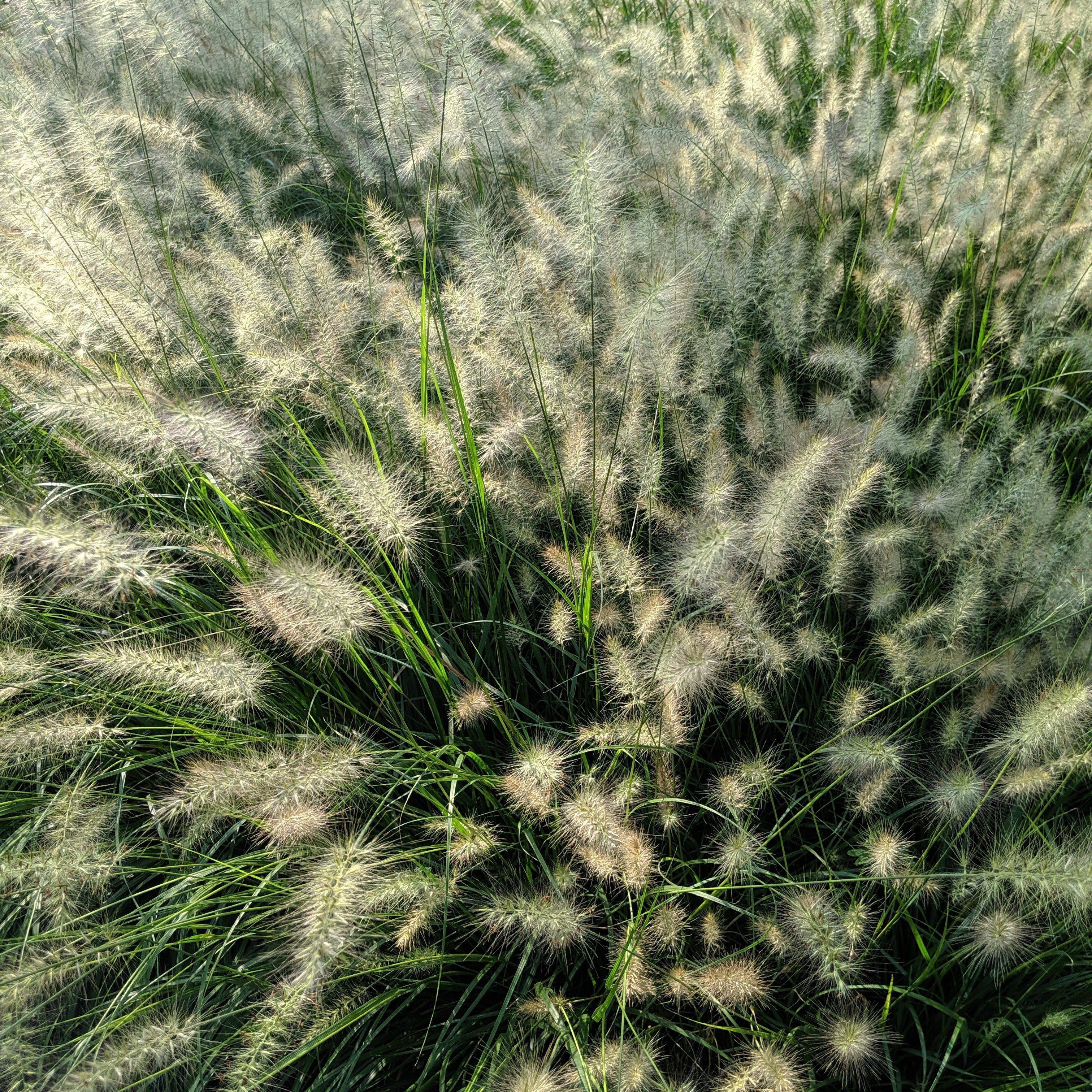 Grass, Hameln Fountain Grass - Image 5