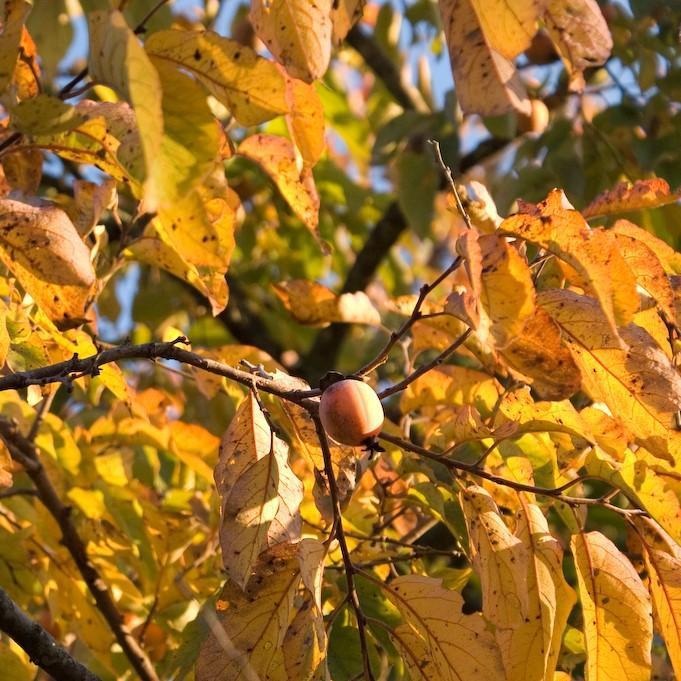 Diospyros virginiana - Persimmon - Image 4