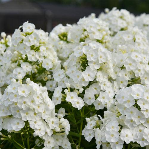 Phlox, Luminary® Backlight Phlox - Image 2