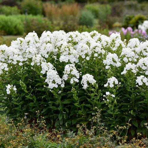 Phlox, Luminary® Backlight Phlox - Image 3