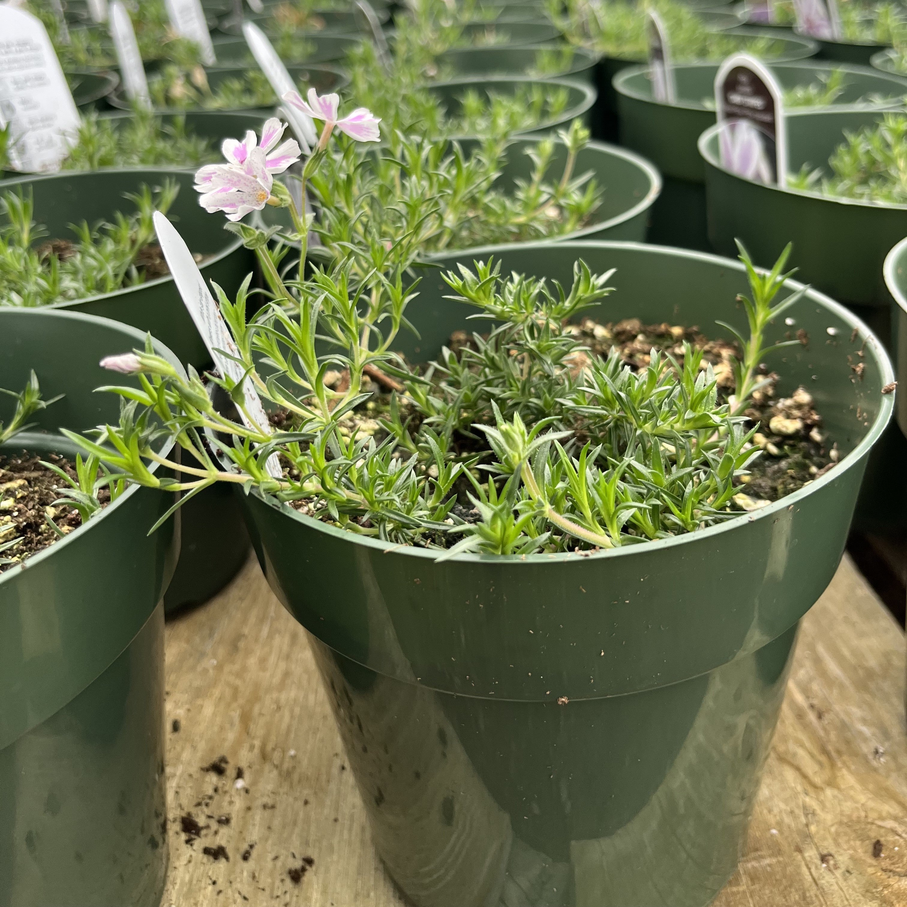 Phlox, Candy Stripes Creeping Phlox - Image 2