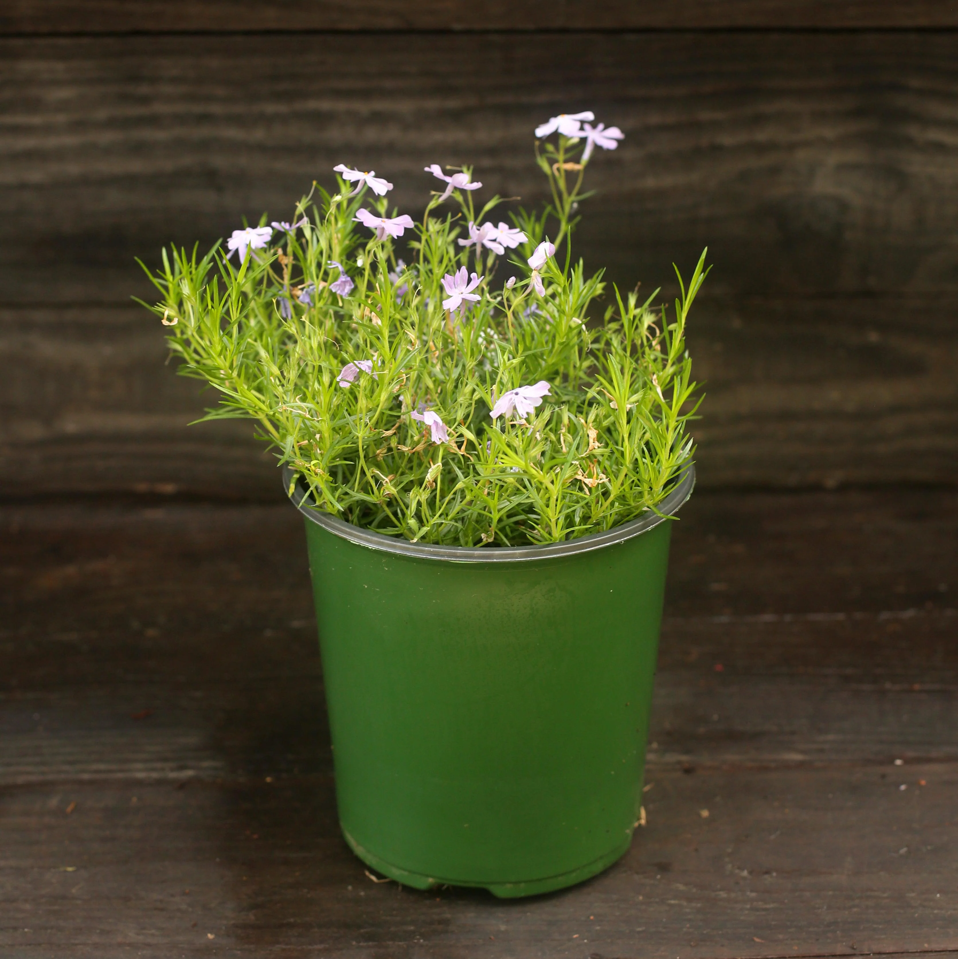 Phlox, Emerald Blue Creeping Phlox