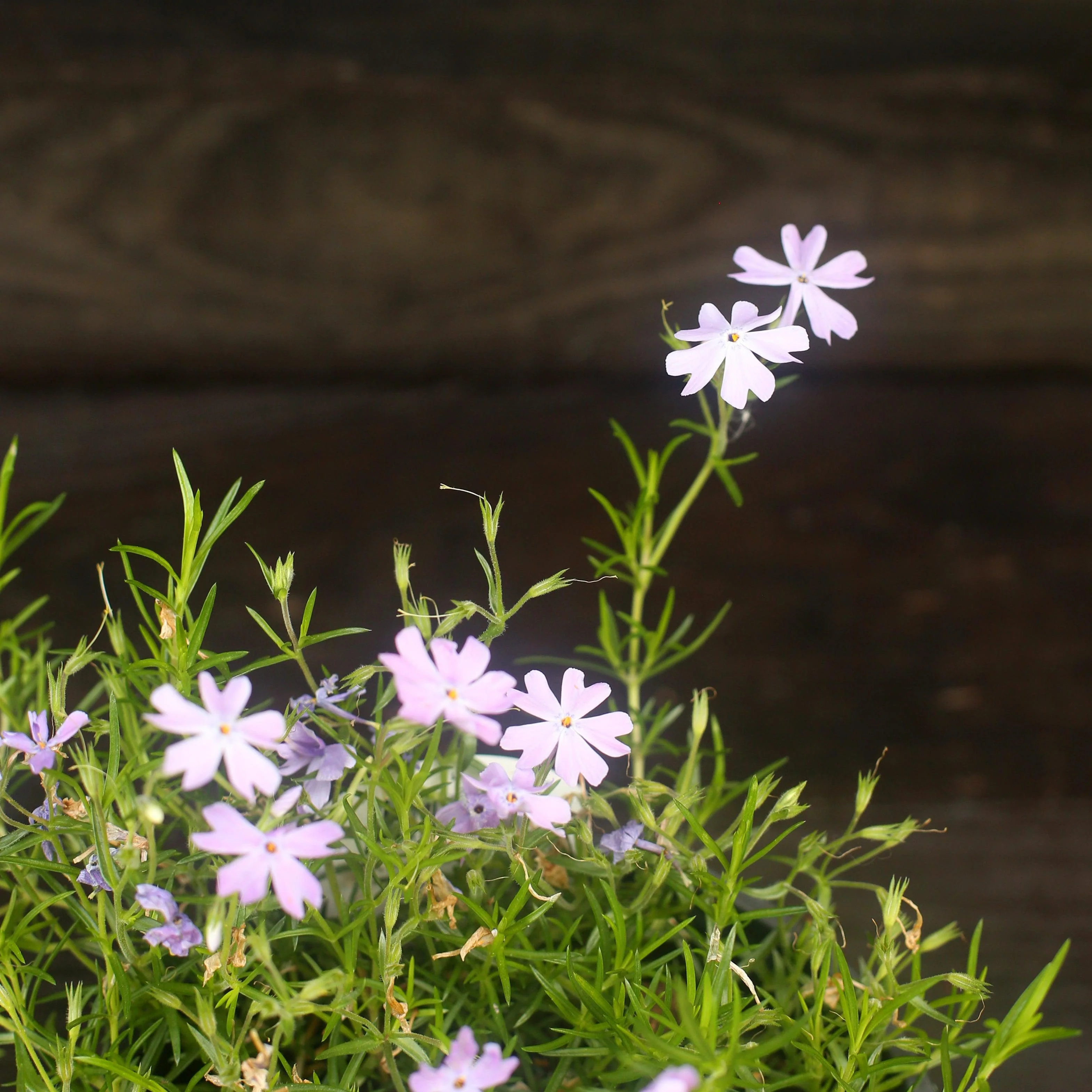Phlox, Emerald Blue Creeping Phlox - Image 3