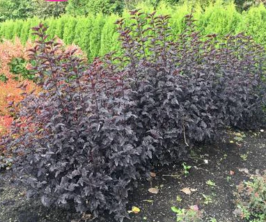 Ninebark, Panther® Ninebark
