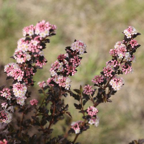 Physocarpus opulifolius 'SMNPOTW'  - Tiny Wine® Ninebark - Image 2