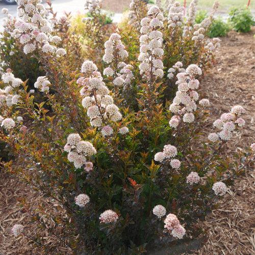 Physocarpus opulifolius 'SMNPOTW'  - Tiny Wine® Ninebark - Image 3