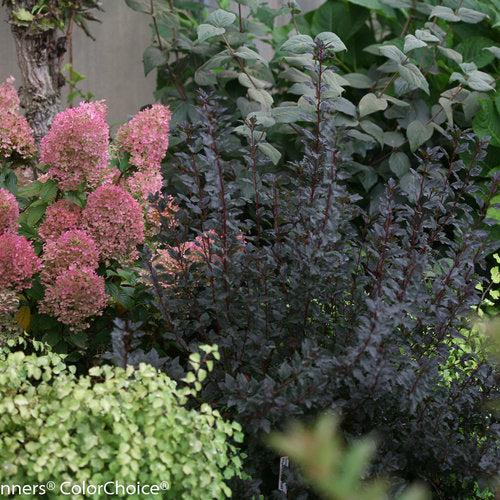 Physocarpus opulifolius 'SMNPOTW'  - Tiny Wine® Ninebark - Image 4
