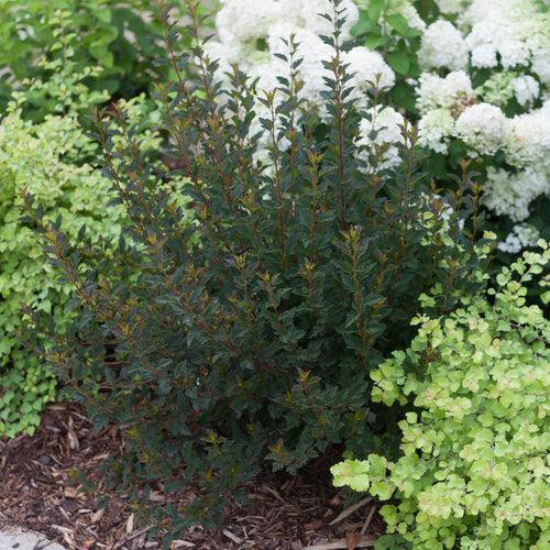 Physocarpus opulifolius 'SMNPOTW'  - Tiny Wine® Ninebark - Image 5