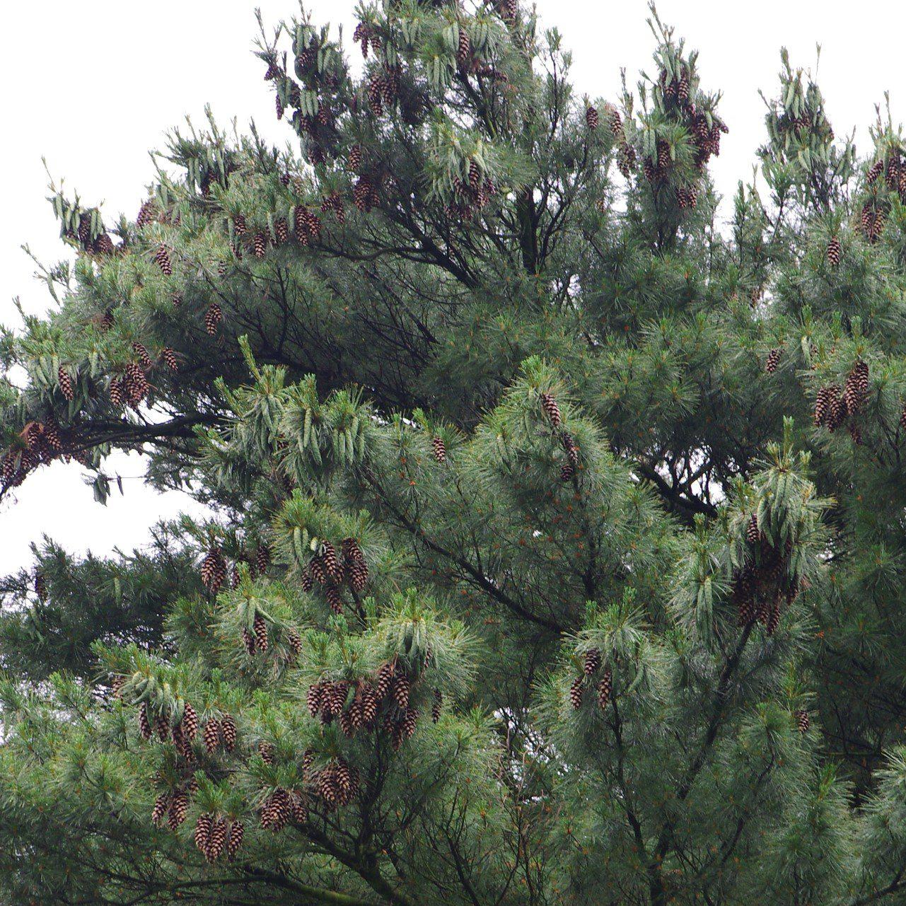 Pinus strobus - White Pine - Image 2