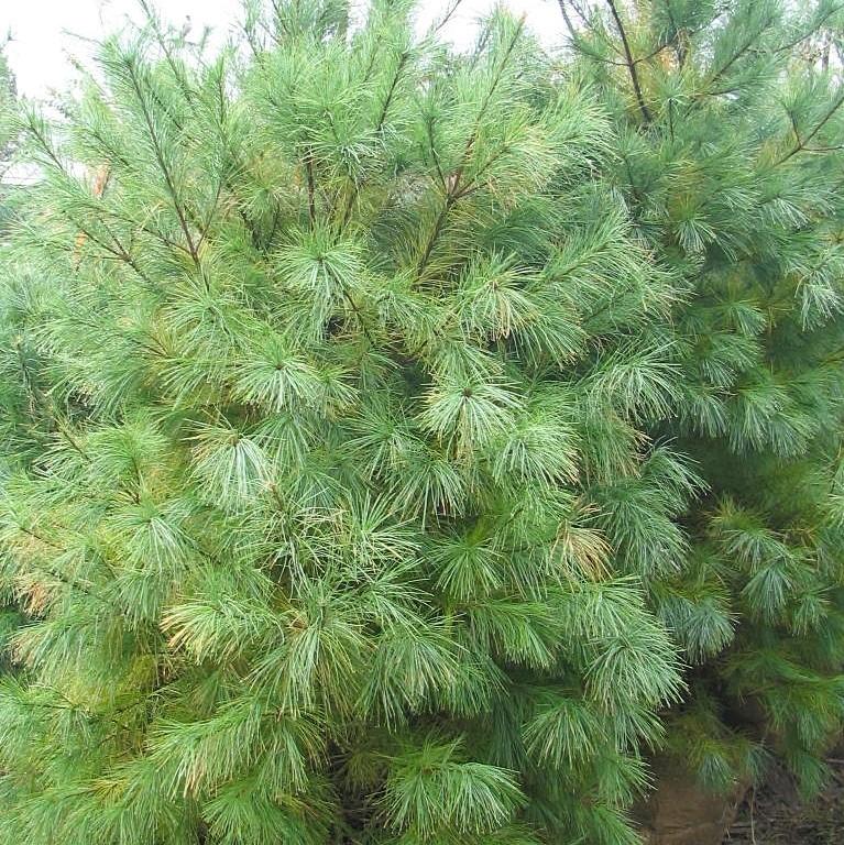 Pinus strobus - White Pine - Image 3