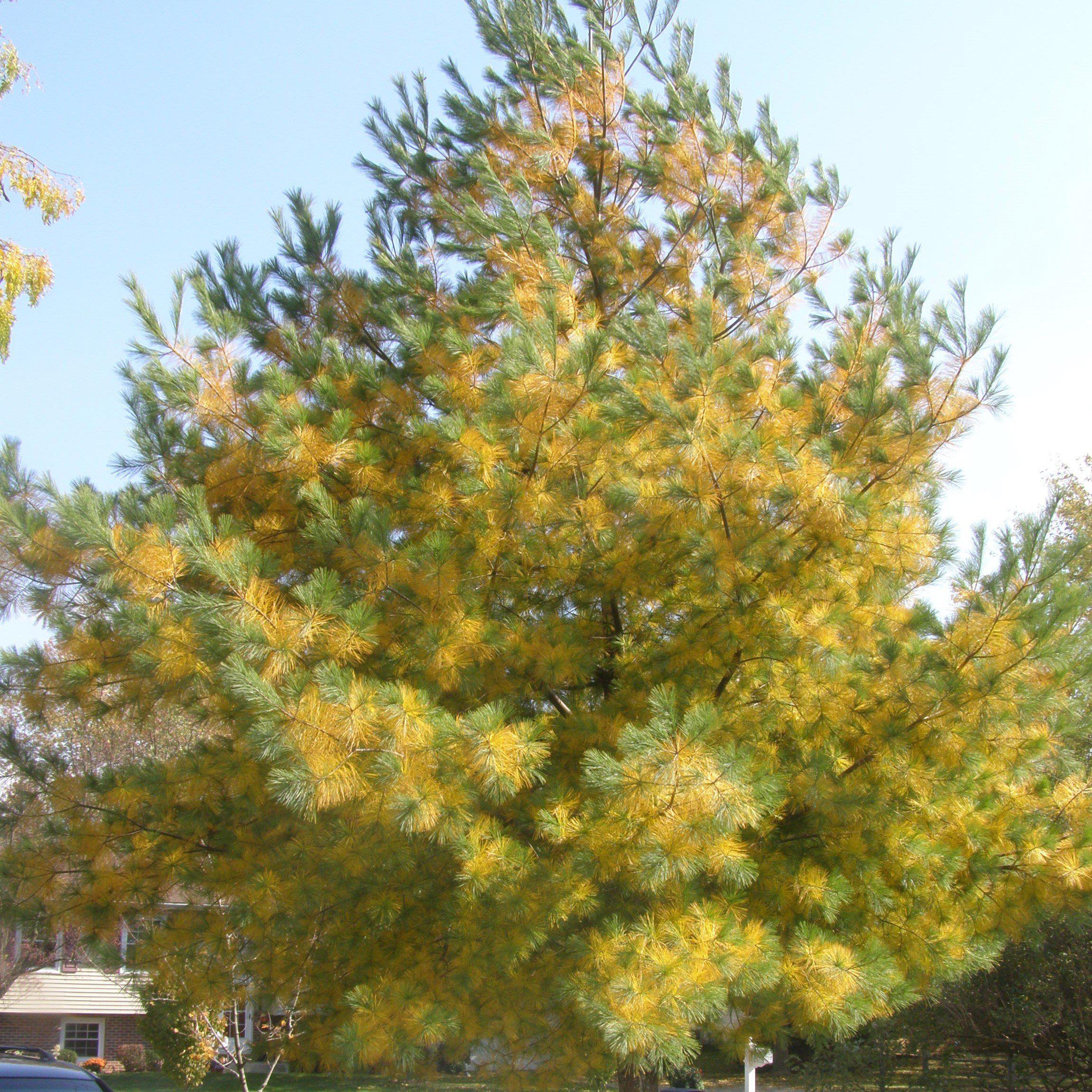 Pinus strobus - White Pine - Image 4