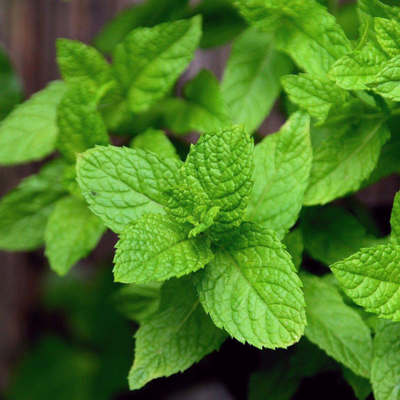 Mentha x villosa 'Mojito'  - Mojito Peppermint - Image 2