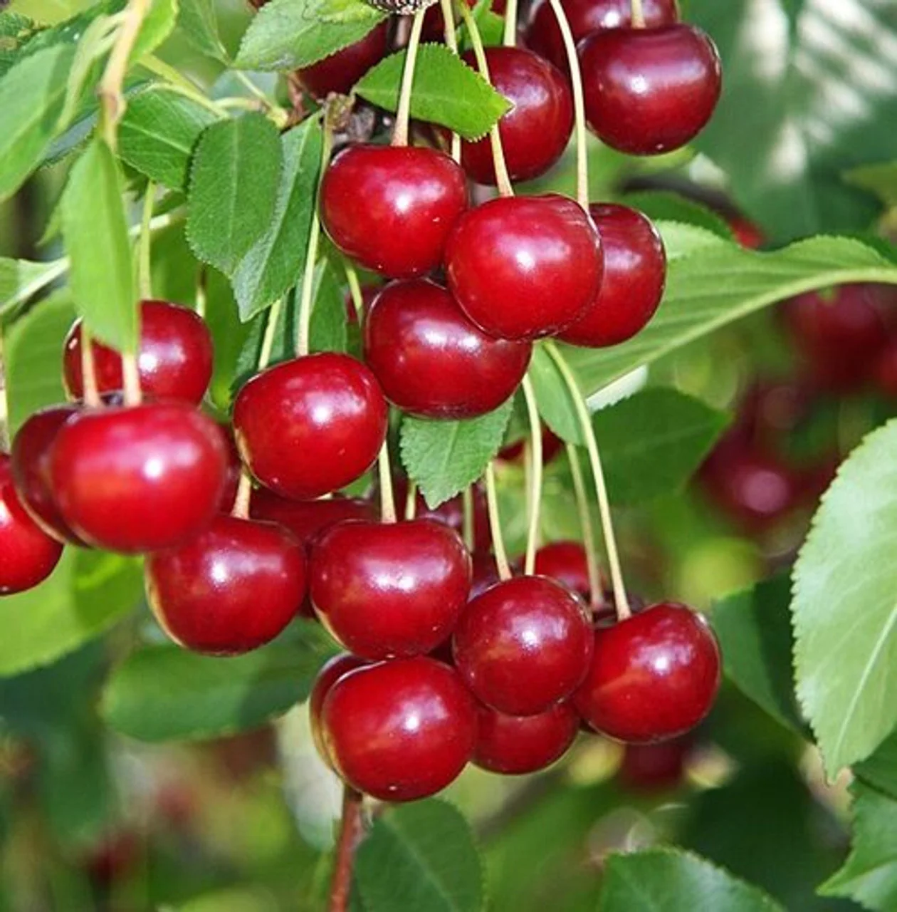 Cherry, Meteor Tart Dwarf Cherry Tree, 7 gal (5-6 ft)