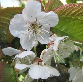 Cherry, Meteor Tart Dwarf Cherry Tree, 7 gal (5-6 ft) - Image 2