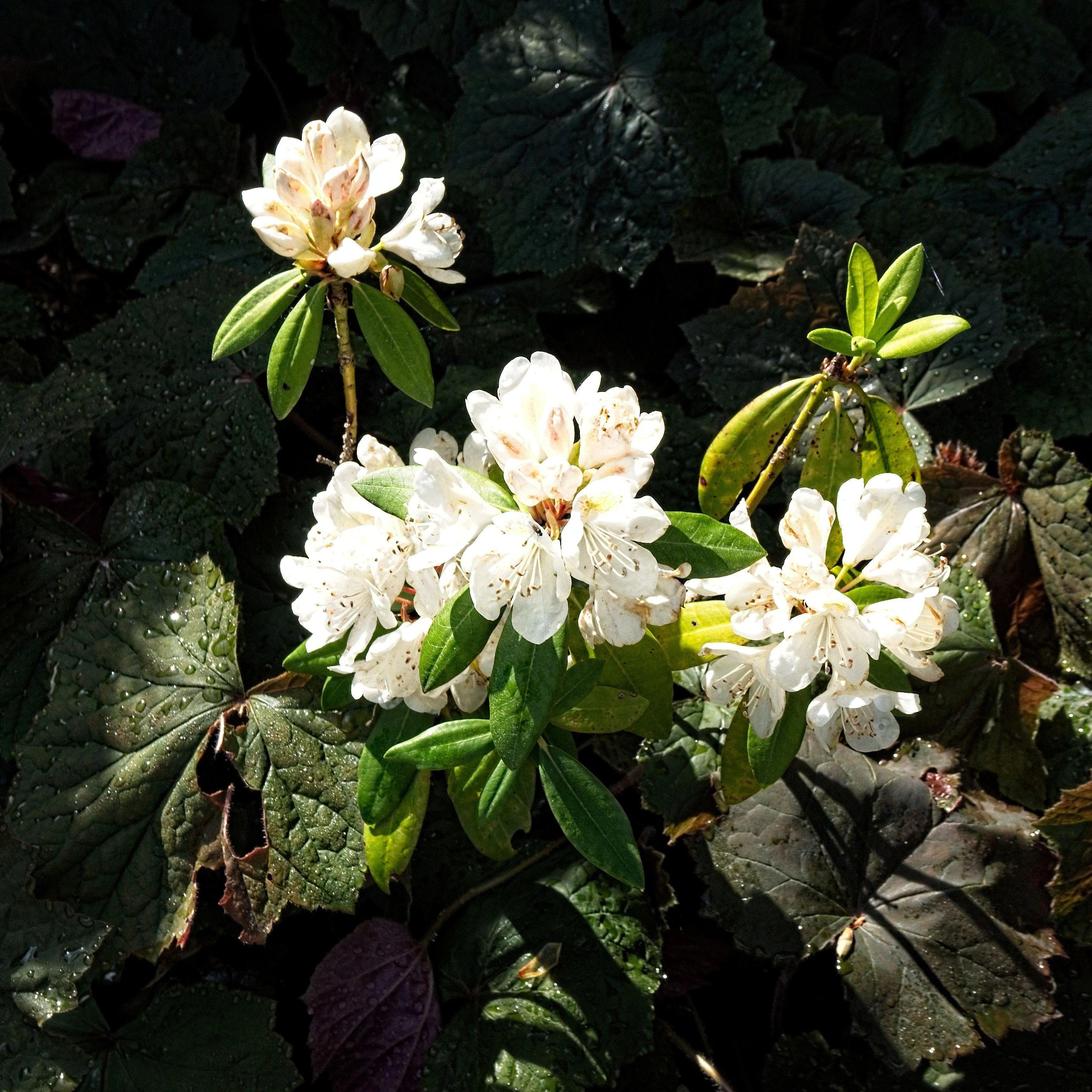 Rhododendron, Chionoides Rhododendron - Image 3