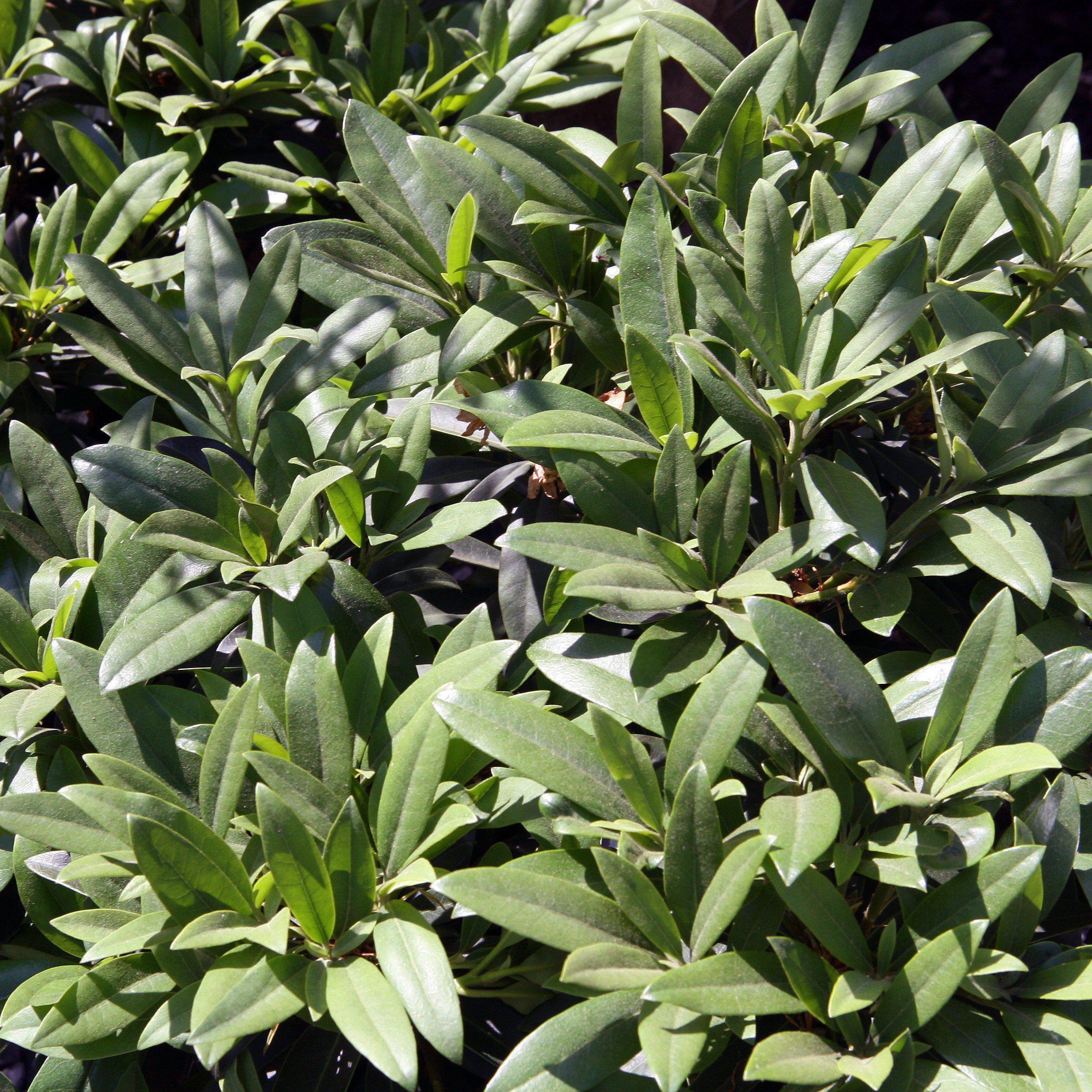 Rhododendron, Chionoides Rhododendron - Image 4