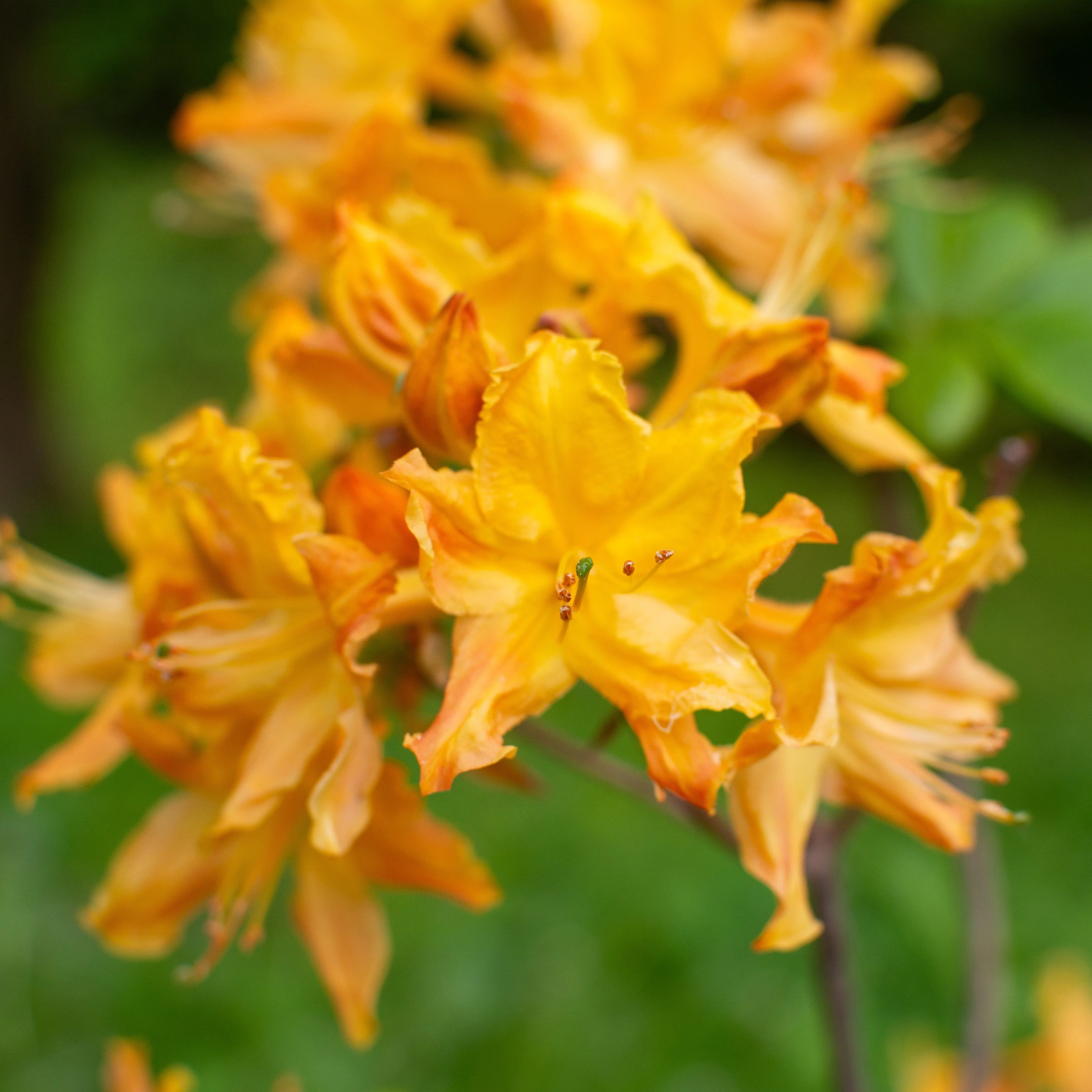 Azalea, Golden Lights Azalea
