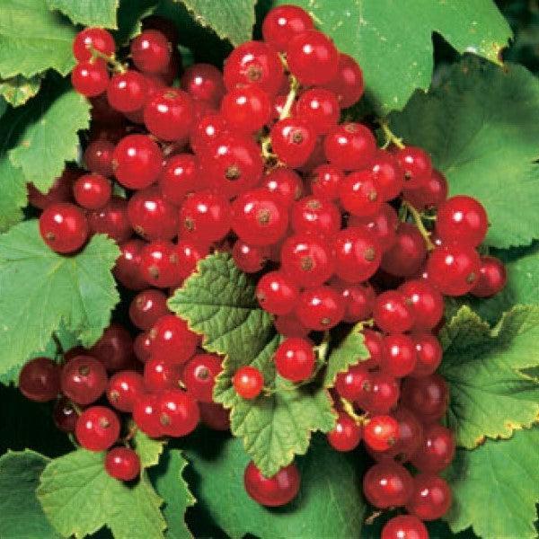 Ribes rubrum 'Red Lake' - Red Lake Red Currant - Image 2