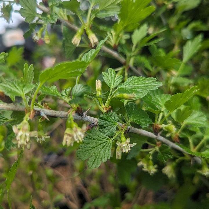 Ribes uva-crispa 'Hinnonmaki Red'  - Hinnonmaki Red Gooseberry - Image 2