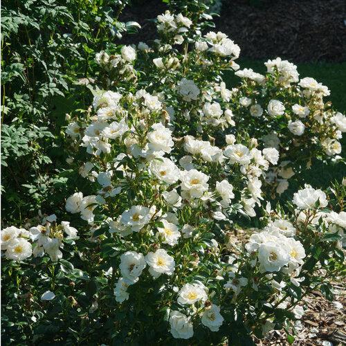 Rose, PW® Color Choice® Oso Easy Ice Bay® Rose - Image 3
