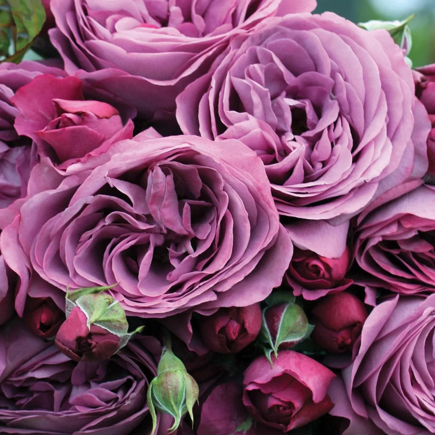 ROSA PLUM PERFECT 2 GAL - Image 5