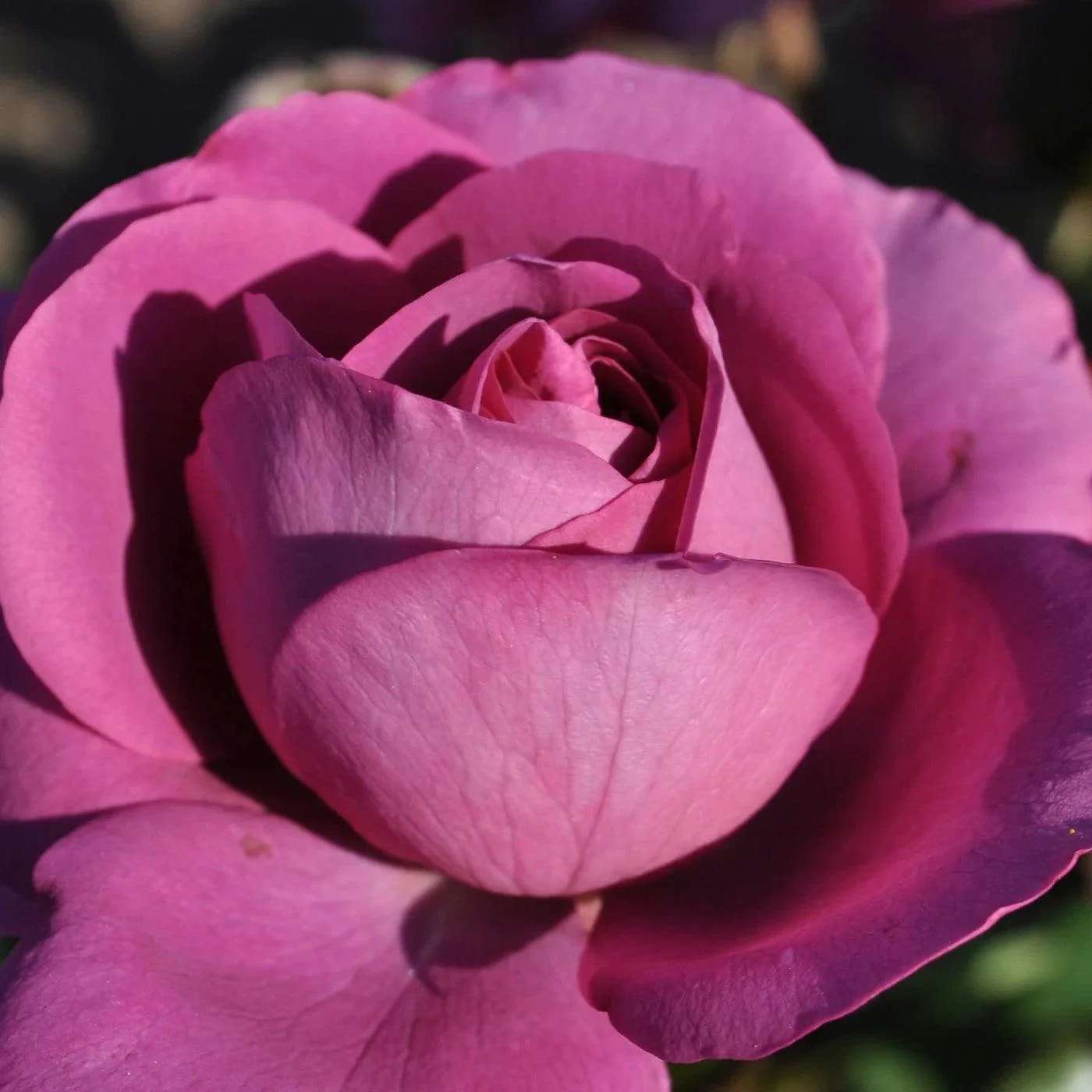 ROSA PLUM PERFECT 2 GAL - Image 6