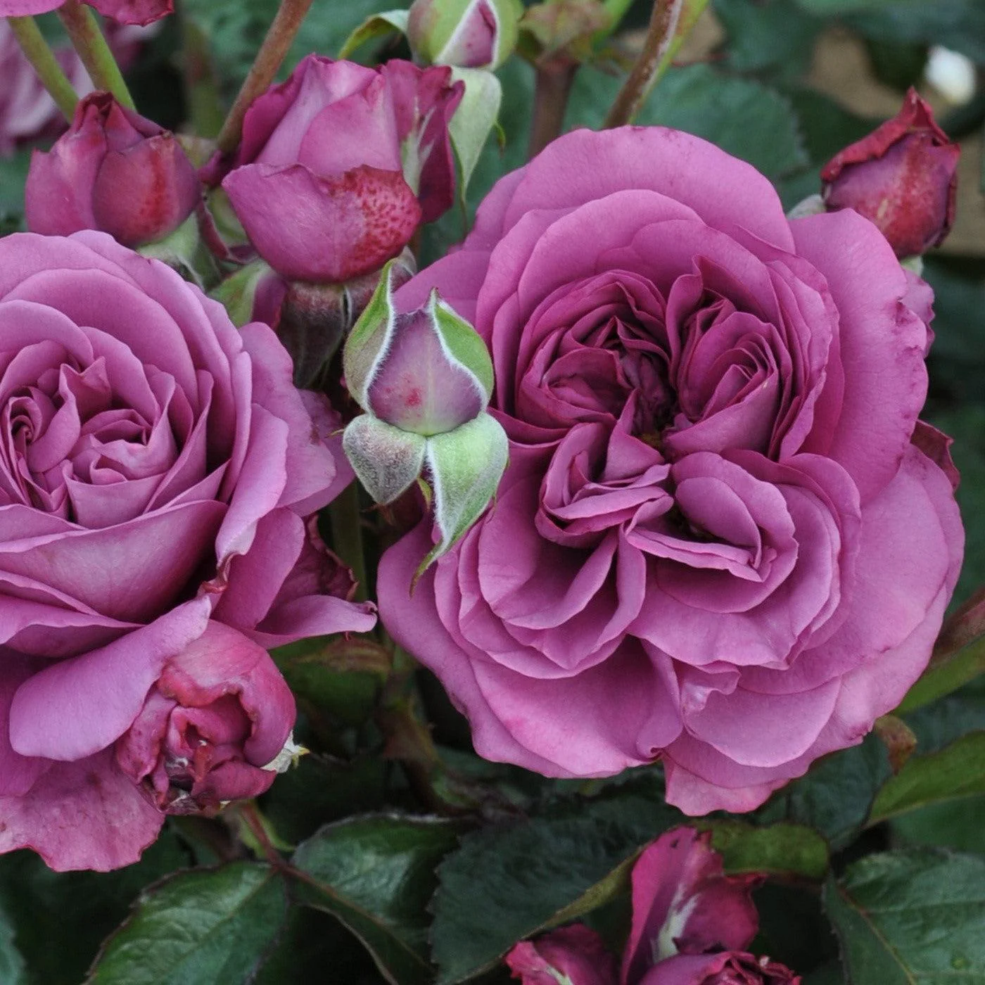 ROSA PLUM PERFECT 2 GAL - Image 7