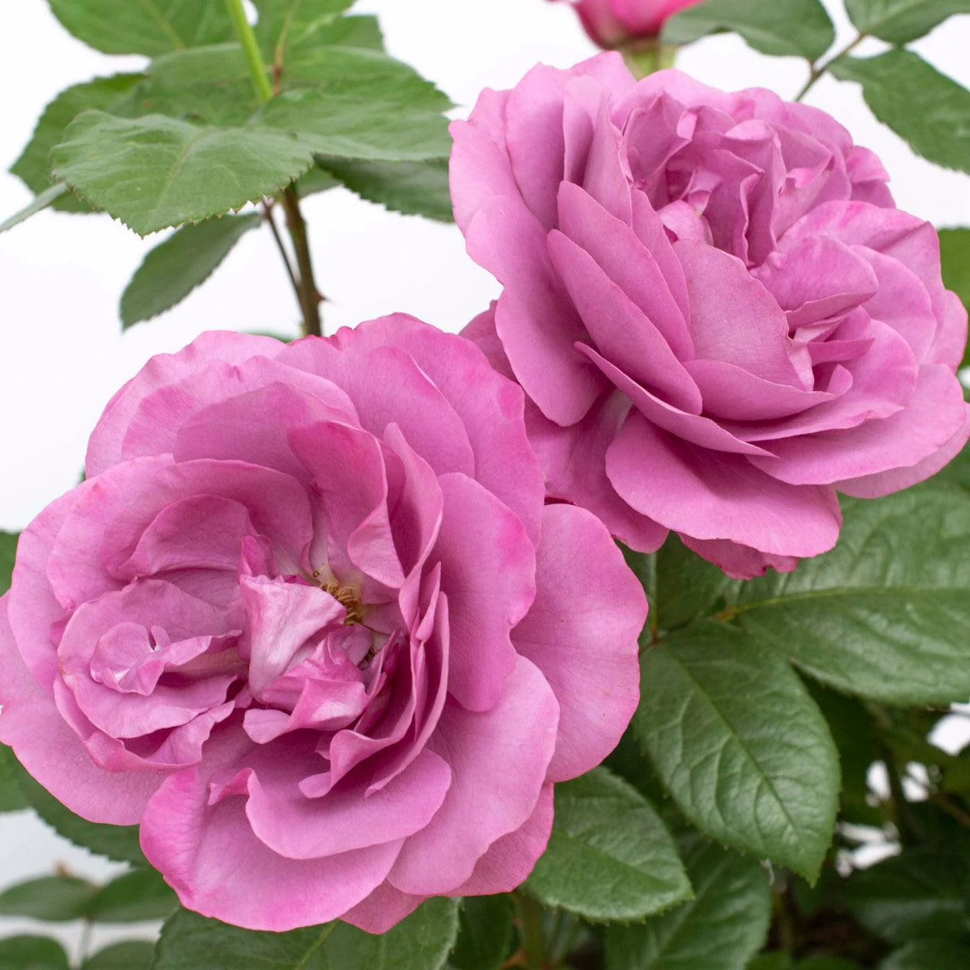 ROSA PLUM PERFECT 2 GAL - Image 8