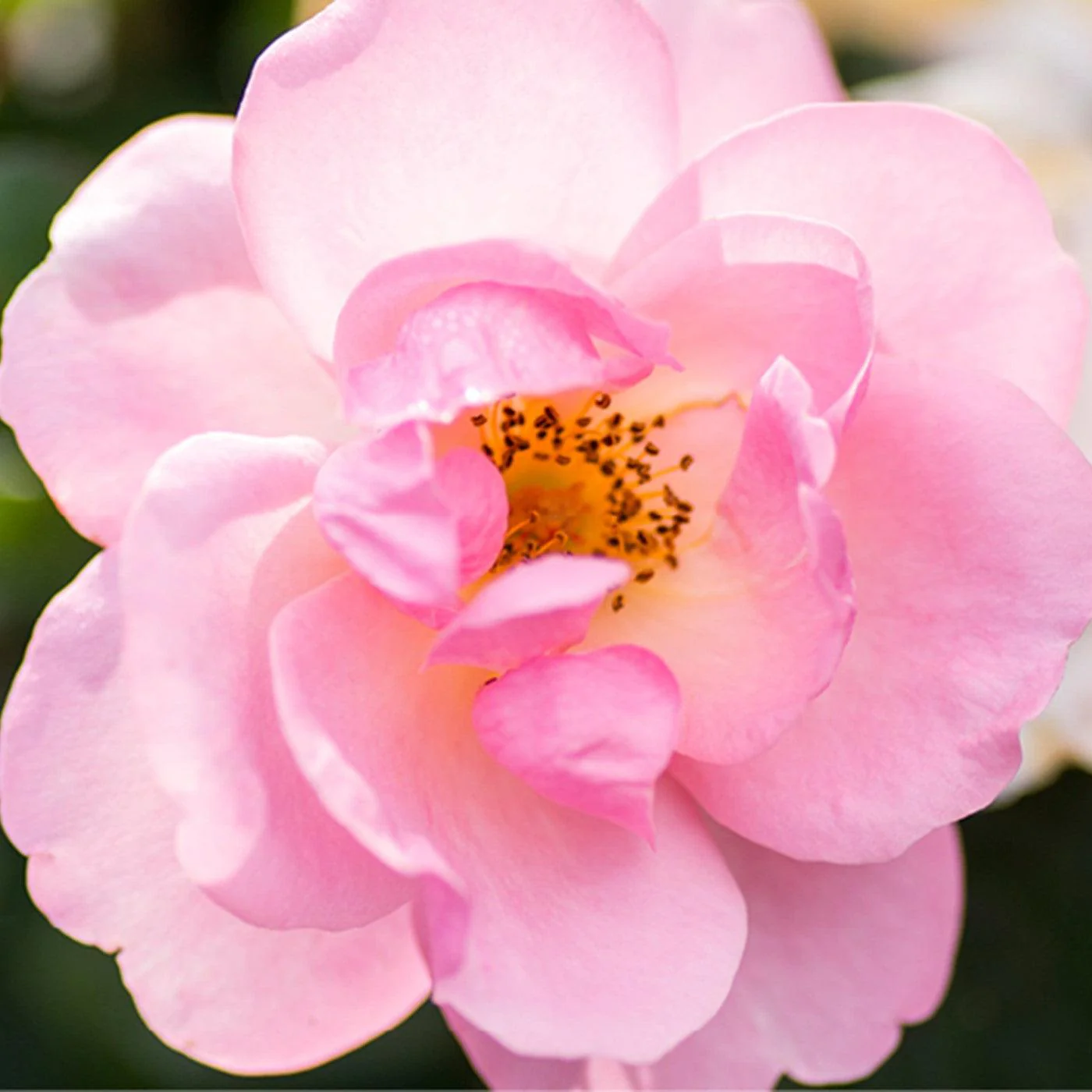 Rose, Knock Out® Peachy Rose - Image 2