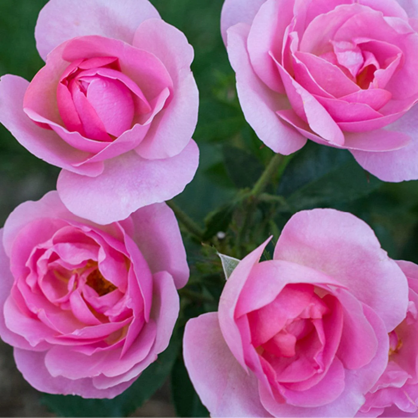 Rose, Knock Out® Peachy Rose - Image 3