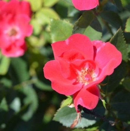 Rose, Knock Out® Shrub Rose, Red - Image 2
