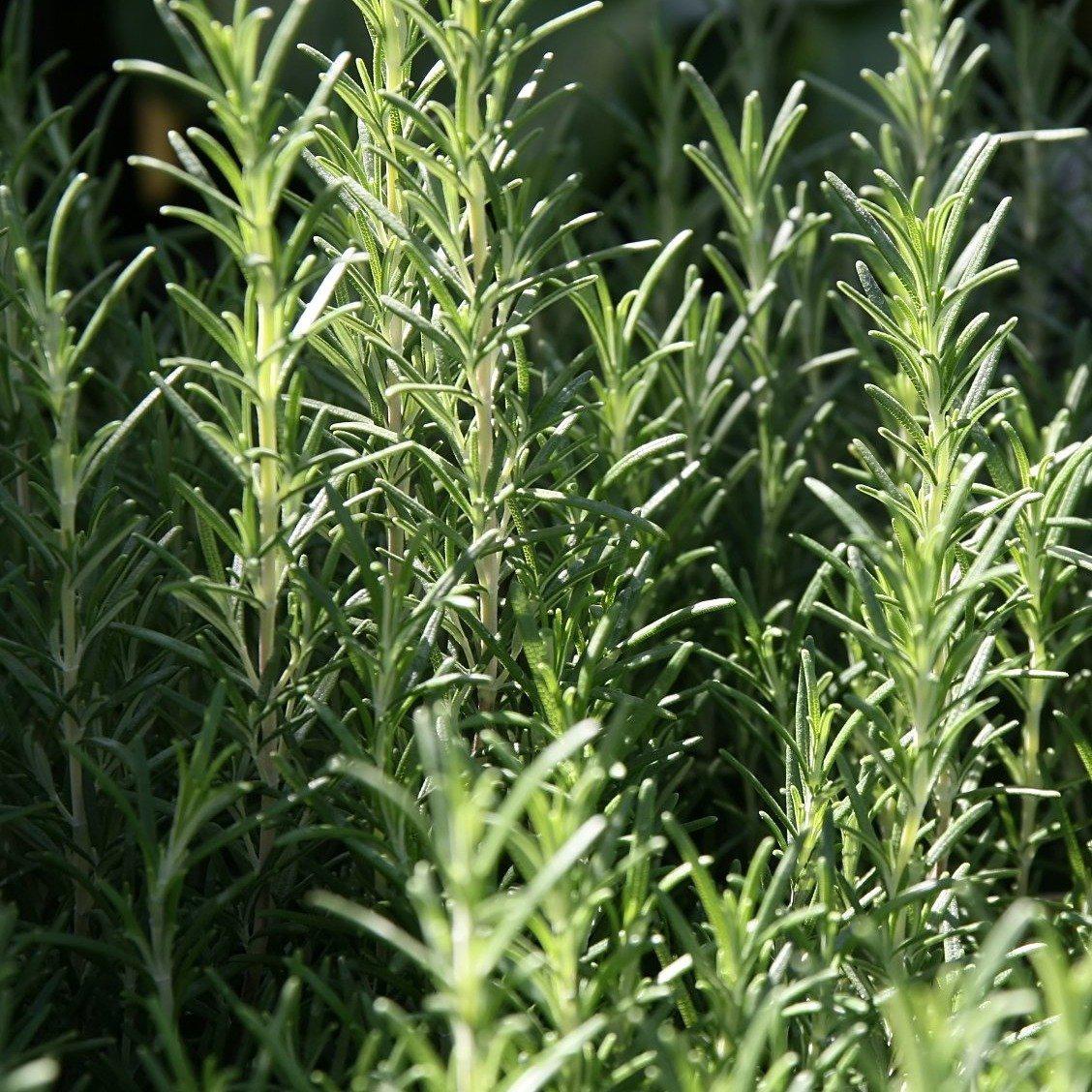 Rosmarinus officinalis 'Arp' - Arp Rosemary