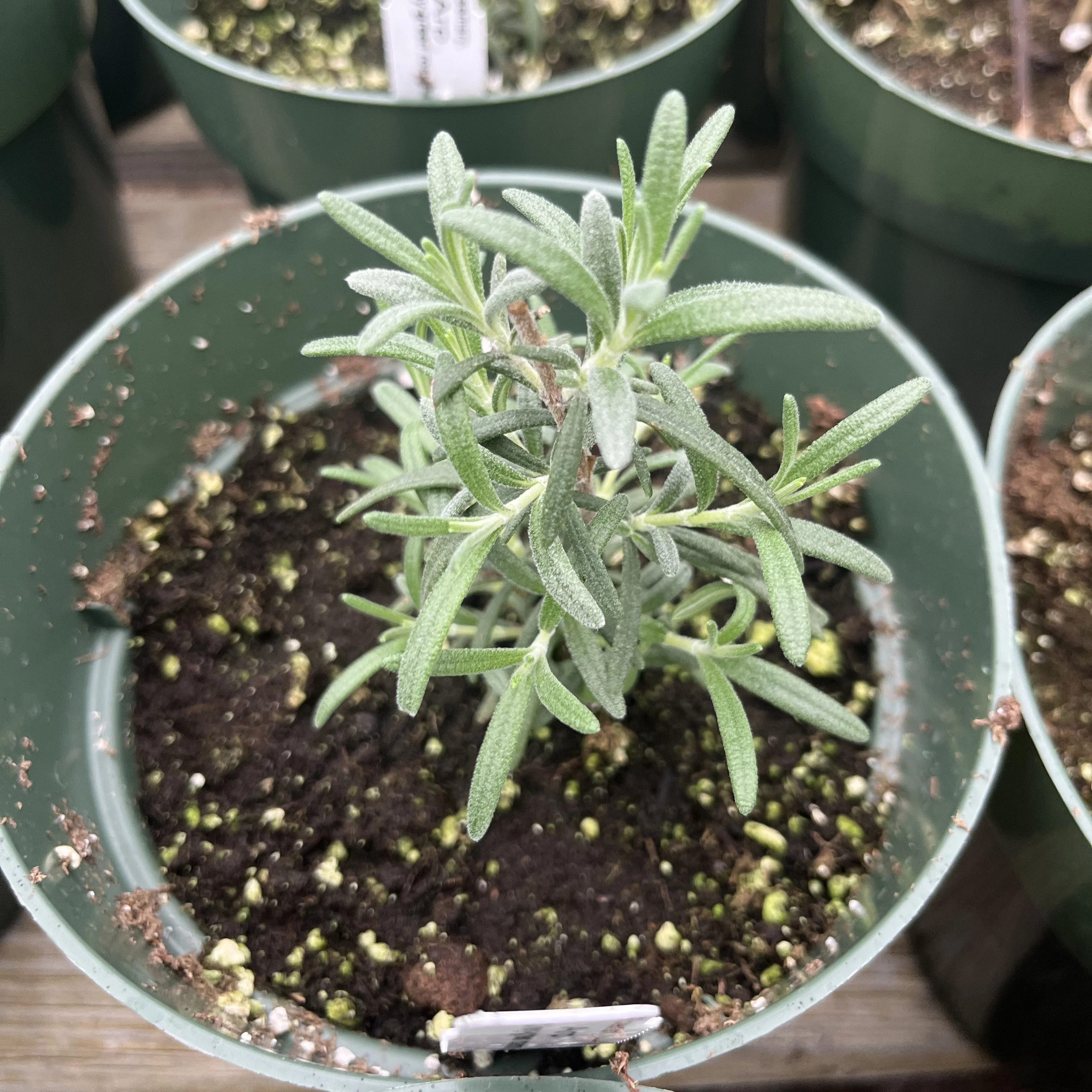 Rosmarinus officinalis 'Arp' - Arp Rosemary - Image 2