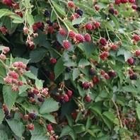 Rubus fruticosus 'Navaho' - Navaho Thornless Blackberry